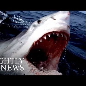 Scares Suggested Seashore Closures, What Are The Info On This Widely Feared Fish? | NBC Nightly Files